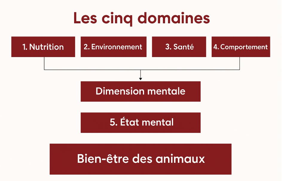 The Five Domains
